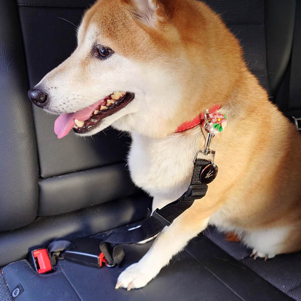 MASERATI Genuine Pet safety belt