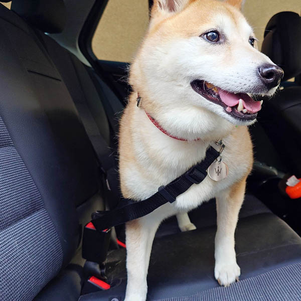 MASERATI Genuine Pet safety belt